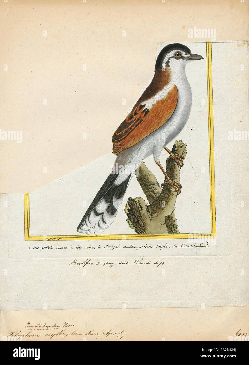 Telophorus erythropterus, Imprimir Telophorus es un género de aves de la familia Malaconotidae bushshrike, 1700-1880. Foto de stock