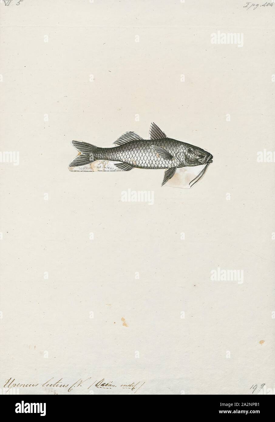 Upeneus luteus fotografías e imágenes de alta resolución Alamy