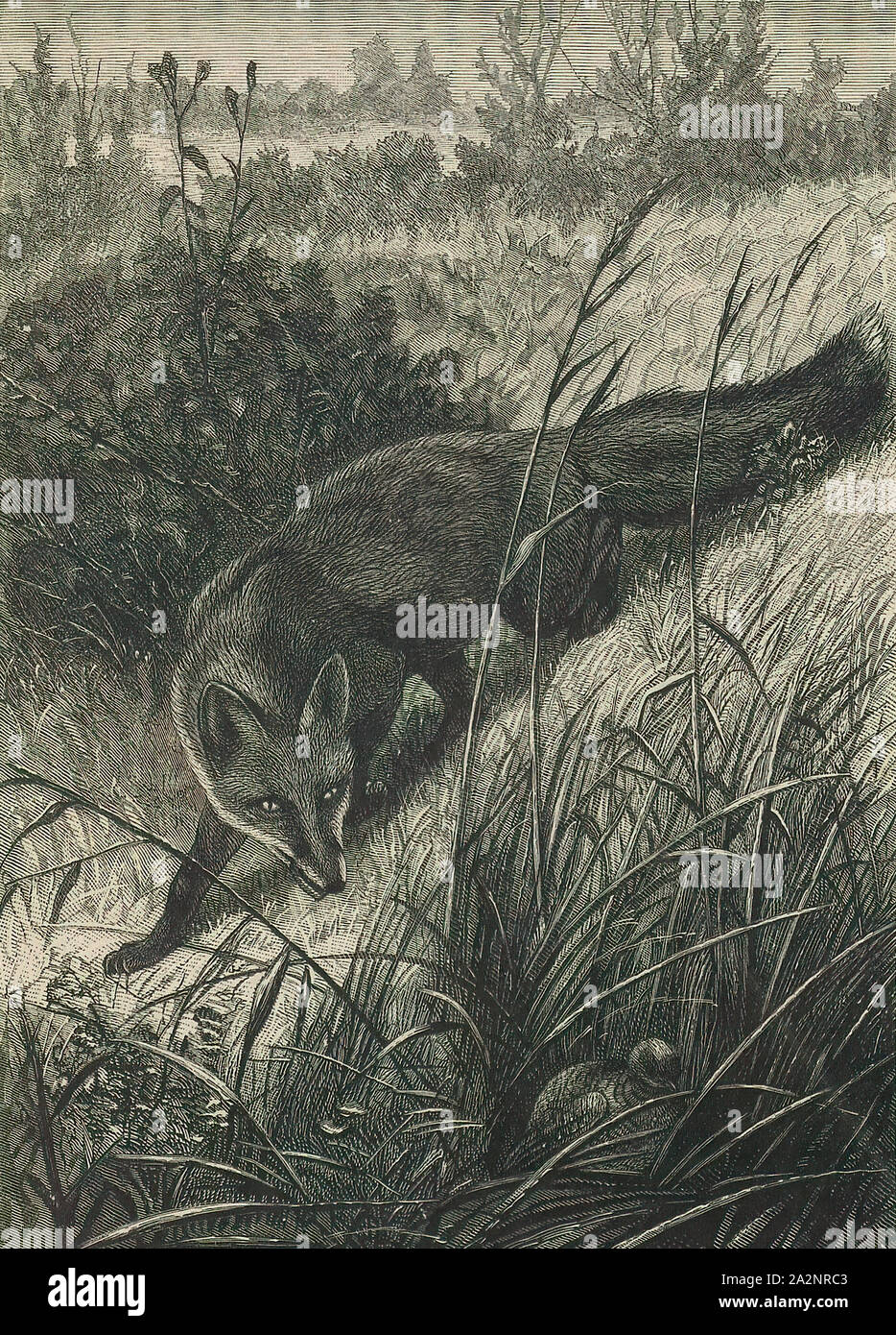 Vulpes vulgaris, Imprimir Vulpes es un género de los Canidae. Los miembros de este género son coloquialmente conocido como verdaderos zorros, lo que significa que forman un clado adecuado. La palabra "Fox" ocurre en los nombres comunes de las especies. True zorros se distinguen de los miembros del género Canis, tales como perros, lobos, coyotes y chacales, por su pequeño tamaño (5-11 kg) y adulan cráneo.Tienen negro, marcas triangulares entre los ojos y la nariz, y la punta de su cola es a menudo un color distinto al del resto de su piel. La vida útil típica de este género es entre dos y cuatro años, pero puede llegar a Foto de stock