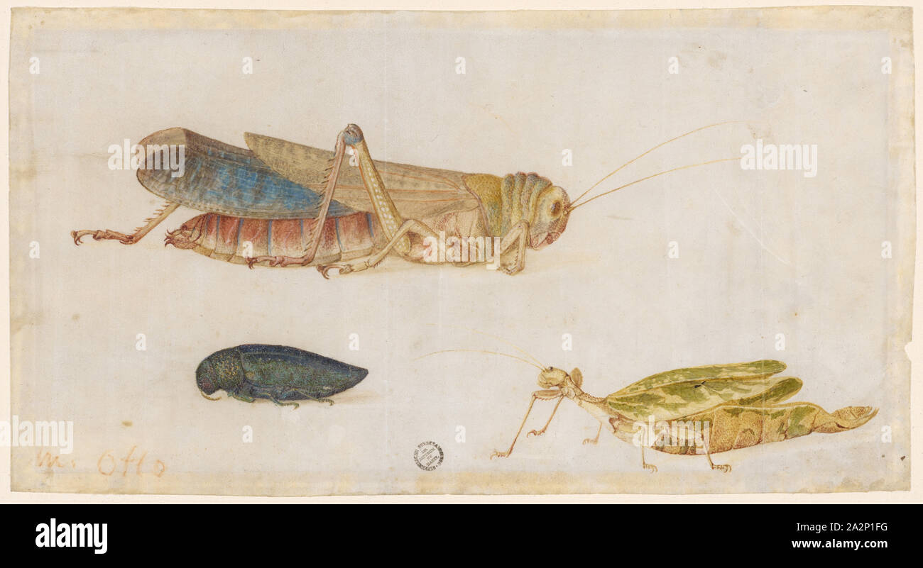 Grasshopper, girando la hoja y escarabajo, acuarela sobre pergamino, folia: 12,3 x 22,9 cm, Maria Sibylla Merian, Frankfurt a. M. 1647-1717 Amsterdam Foto de stock