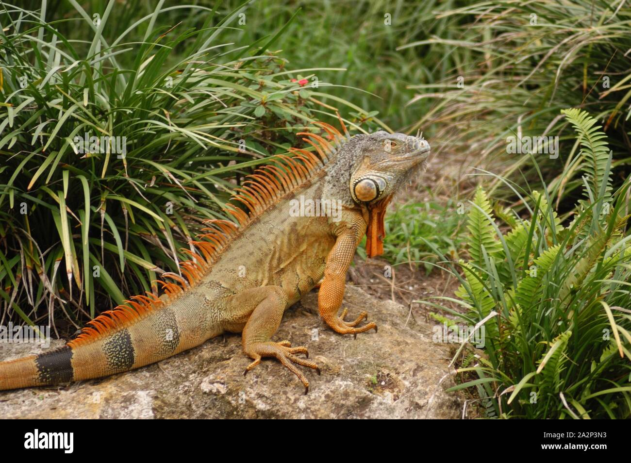 Iguana verde (Iguana iguana) Foto de stock