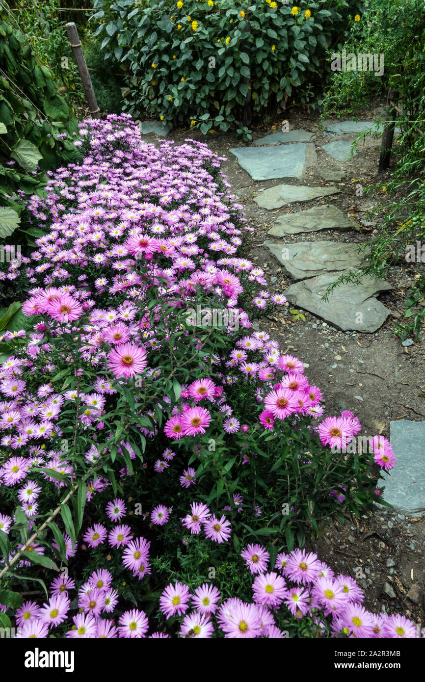 Borde del lecho de flores en otoño aster, paso piedras camino en octubre jardín Asters Foto de stock