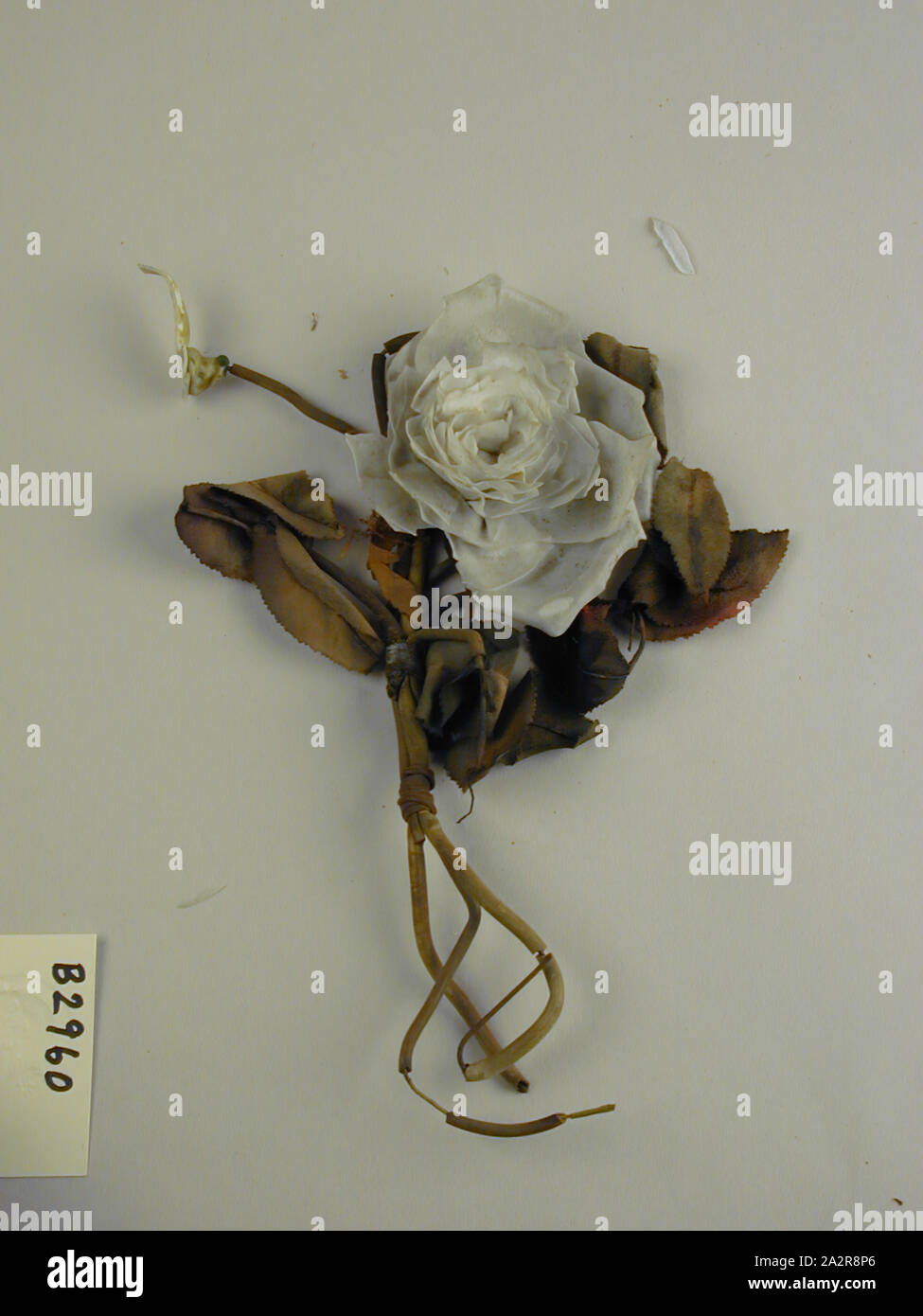 Flores de porcelana fotografías e imágenes de alta resolución - Alamy