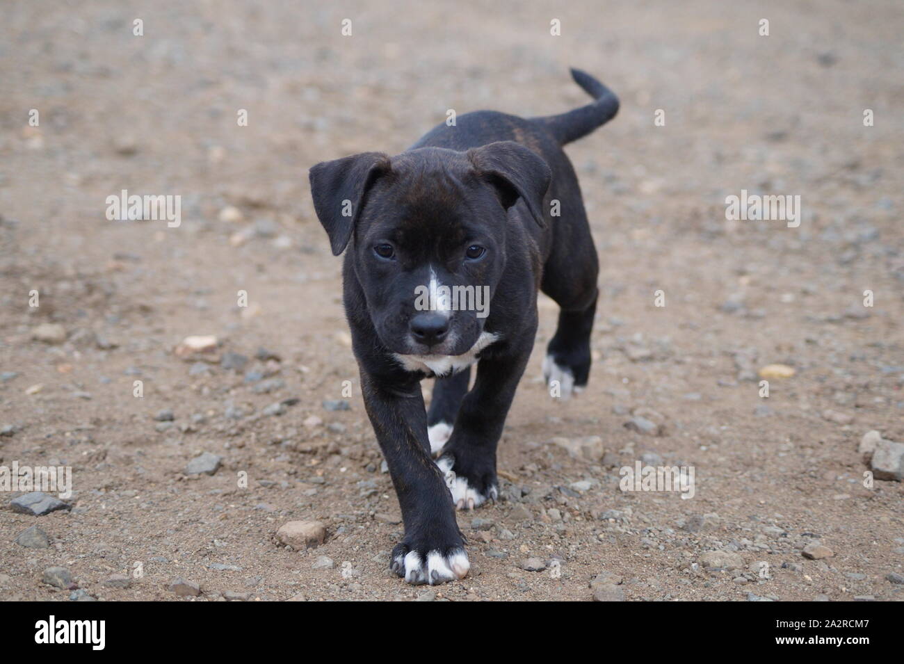 Pitbull negro fotografías e imágenes de alta resolución - Alamy