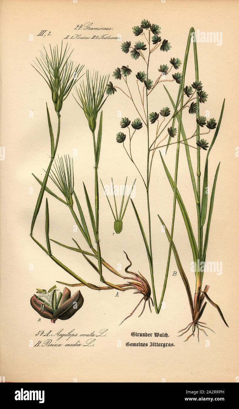 Eirunder Walch,: Aegilops ovata L. - Cebada Ballena, Eirunder Walch, B: Briza media L. - Hierba Blanca Común o Mighty Shiver hierba, Familia: 24. Gramineae, 1. Hordeae (A), 2. Festucaceae (B) - la cebada, pastos, hierbas, gramíneas festuca, placa 54, a partir de la pág. 112 (vol. 1) de 1886, Otto Wilhelm Thomé: Prof. Dr. Thomé la Flora von Deutschland, Österreich und der Schweiz en Wort und Bild. Gera-Untermhaus: Verlag von Fr. Eugen Köhler, [1886 Foto de stock