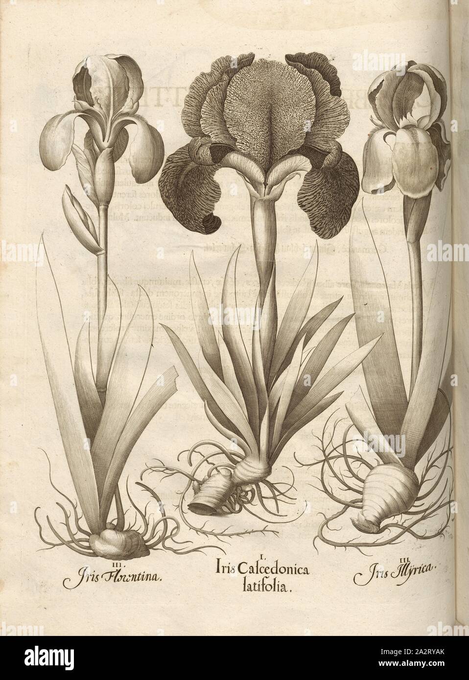 Iris florentina, Iris latifolia calcedonica croata, Iris Iris Copperplate, pág. 266, Basilius Besler,; Jungermann, Ludwig, 1713, Basilius Besler: Hortus Eystettensis (...). Núremberg, 1713 Foto de stock