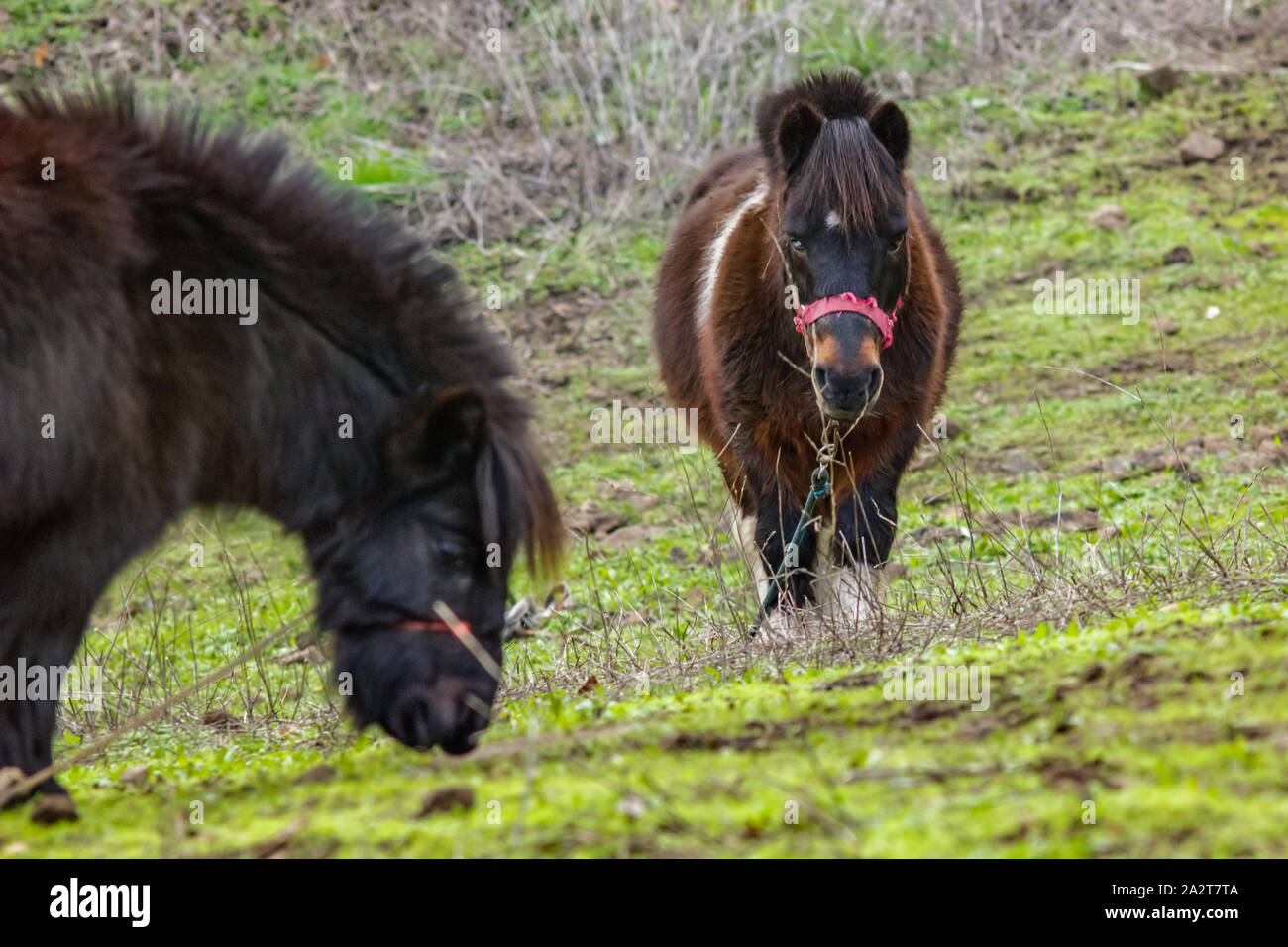 Dos pony de pastoreo con helechos y ramas de palma en segundo plano. Paseos  a caballo sobre la hierba verde y piedras. Un nublado pero cálido y  agradable en el día de