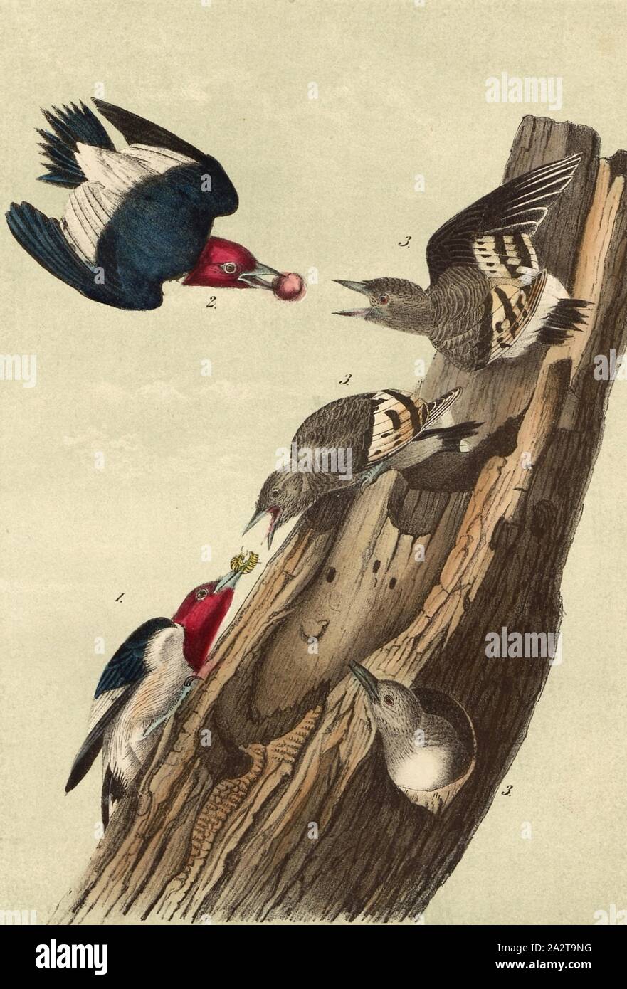 Rojo-haeded pájaro carpintero, carpintero de cabeza roja (Melanerpes erythrocephalus, Picus erythrocephalus), firmado: J.J. Audubon, J.T. Bowen, litografía, Pl. 271 (vol. 4), John James Audubon (dibujado); Bowen, J. T. (lith.) de 1856, John James Audubon: Las Aves de América: a partir de los dibujos realizados en los Estados Unidos y sus territorios. Nueva York: Audubon, 1856 Foto de stock