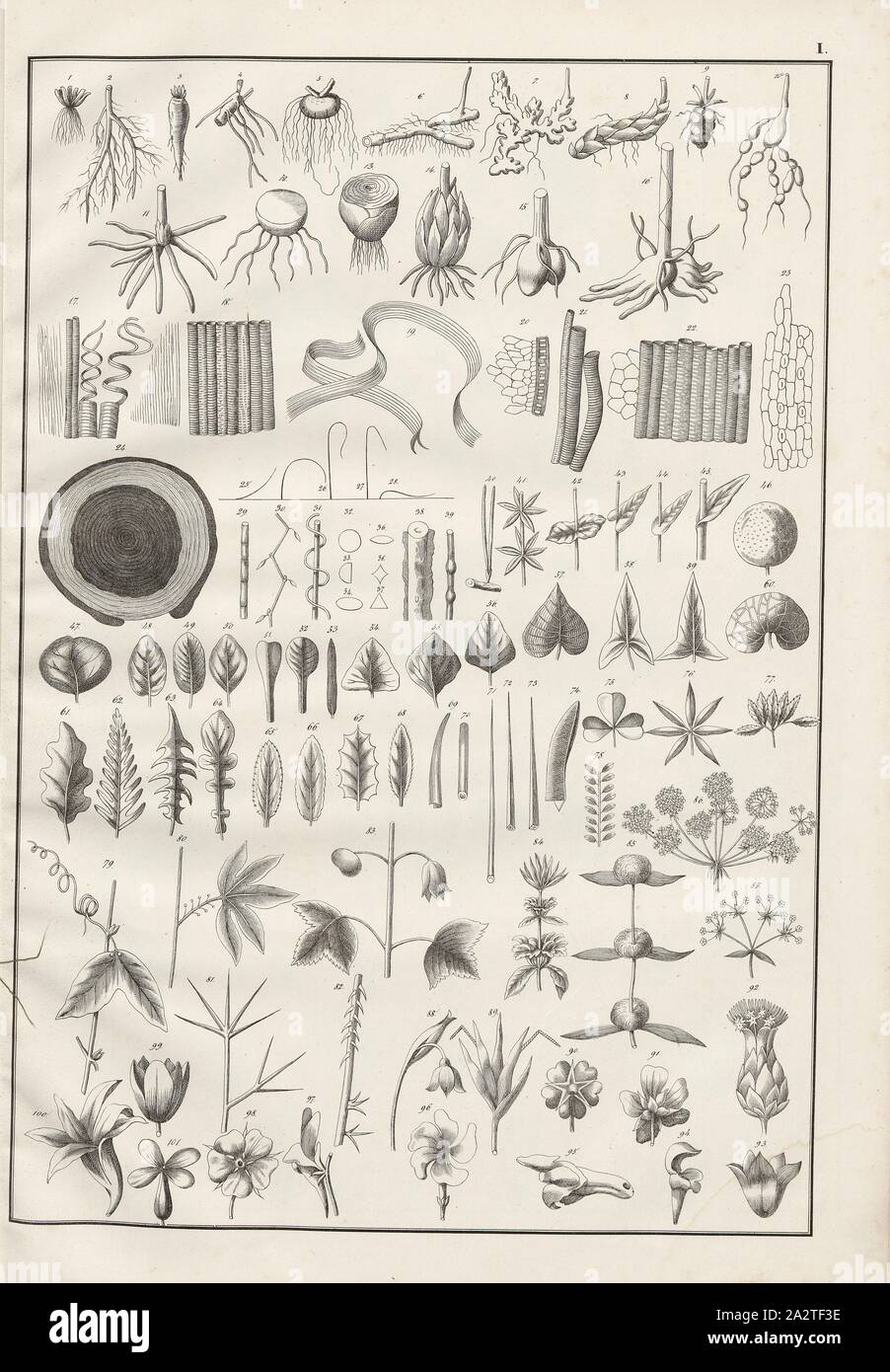 Las plantas I, diversas raíces, hojas y flores, taf. Yo, Heinrich Rudolf Schinz: Abbildungen aus der Naturgeschichte. Zürich: bei Friedrich Schulthess, [1824 Foto de stock