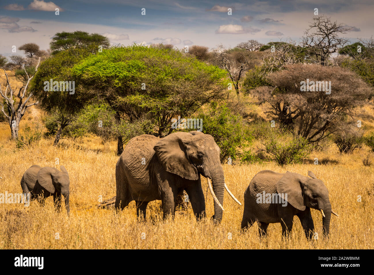 Familia de elefantes africanos en el pasto, pasando por el parque nacional de Serengeti. La República Unida de Tanzanía. Increíble cielo azul y verde de árboles y hierba amarilla Foto de stock