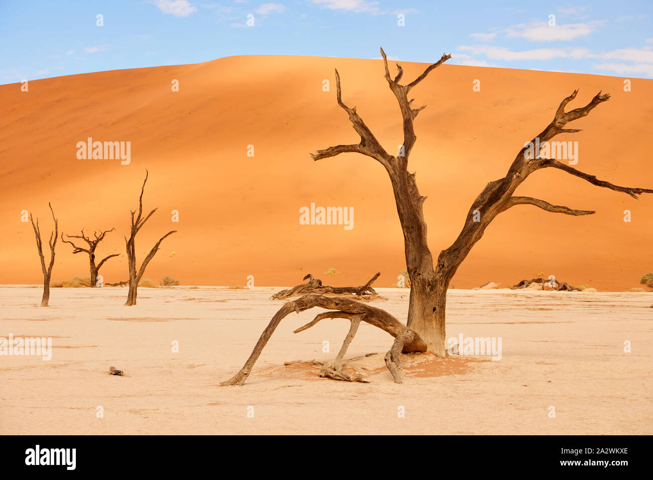 Viejos Árboles muertos en el desierto de Namib en deadvlei Foto de stock