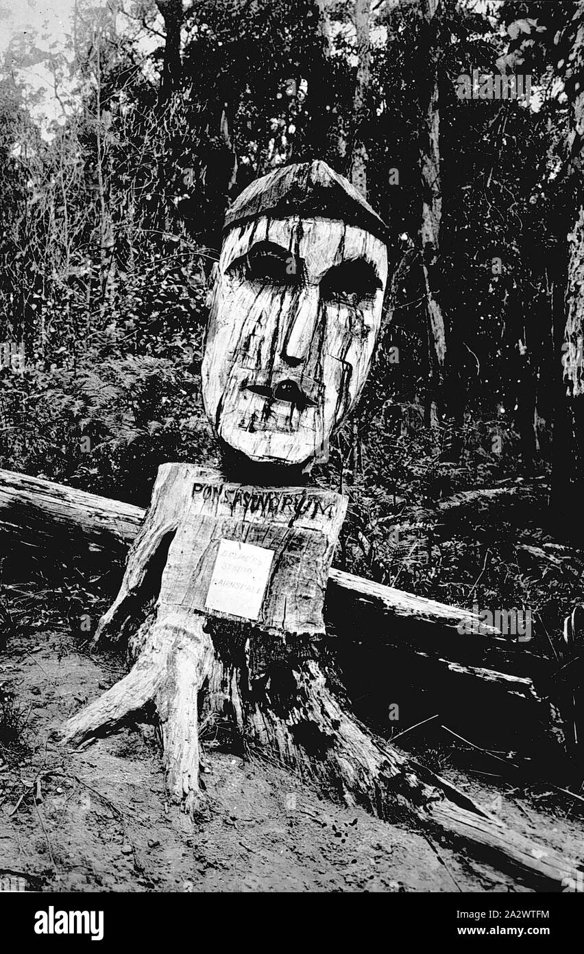 Negativo - distrito de Bairnsdale, Victoria, circa 1935, una cabeza grande que ha sido esculpido en el tocón de un árbol. La palabra: "Ponsassinorum' ('pons assinorum') ha sido excavado debajo de la cabeza Foto de stock