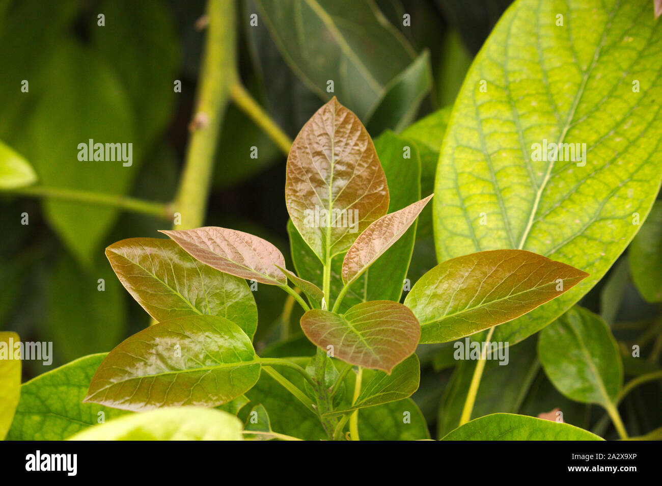 Aguacate mexicola fotografías e imágenes de alta resolución Alamy
