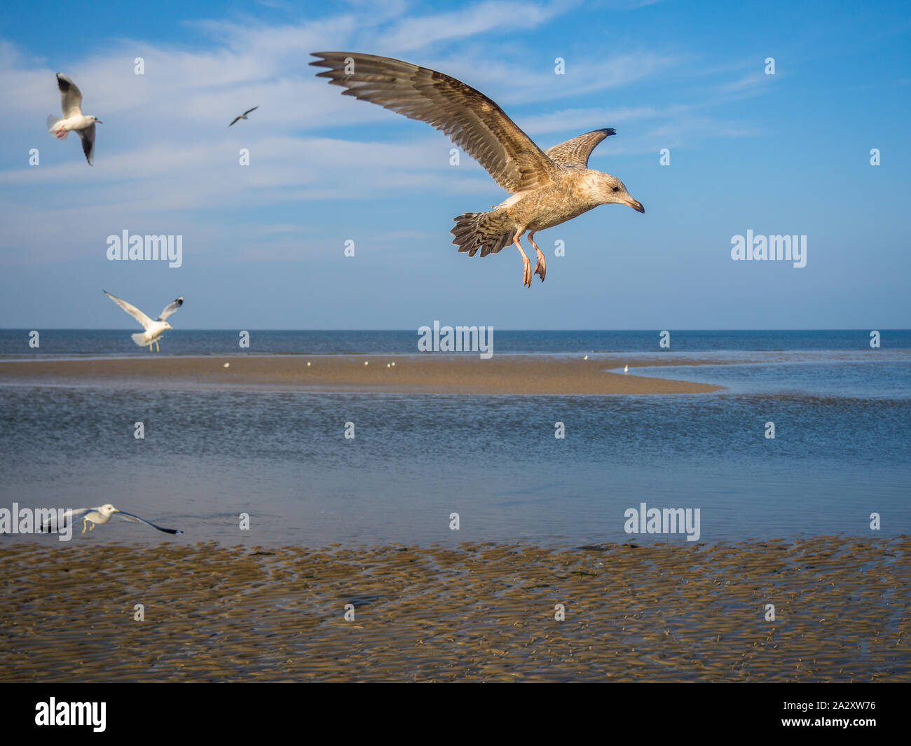 Seagull, gaviota argéntea aproxima hielo Foto de stock