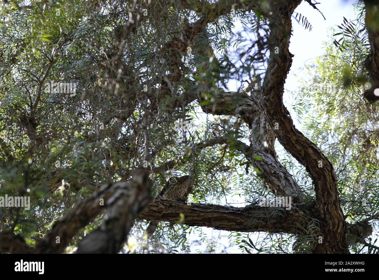 Cooper's Hawk encaramado sobre un árbol alimentándose en un ave Foto de stock