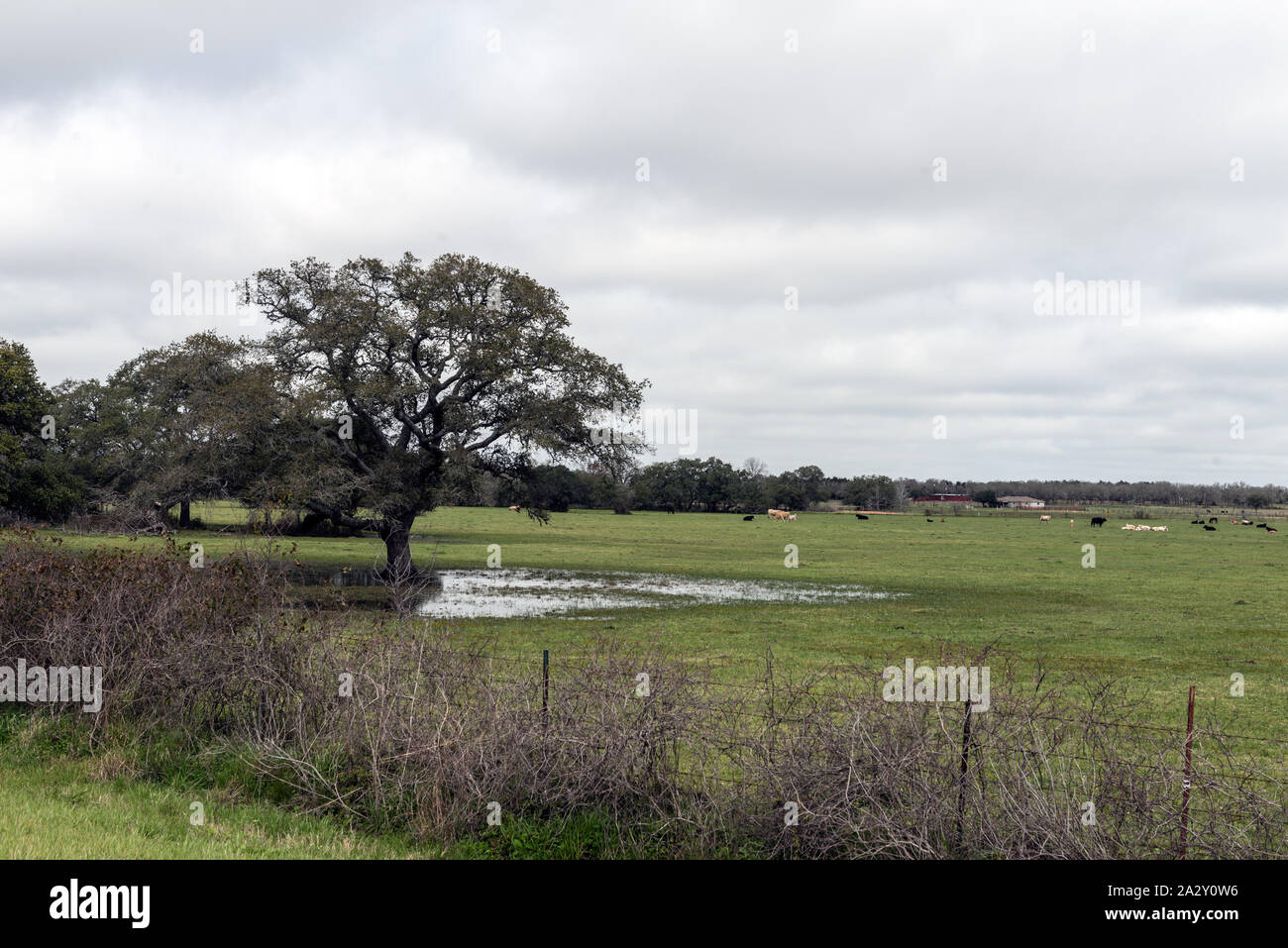 Escena rural a lo largo de EE.UU. 290 En Lee County, Texas, al este de Giddings Foto de stock