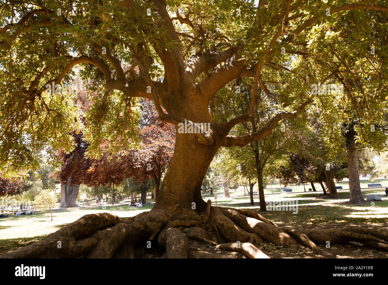 Árbol en Parque Forestal, Santiago. Foto de stock