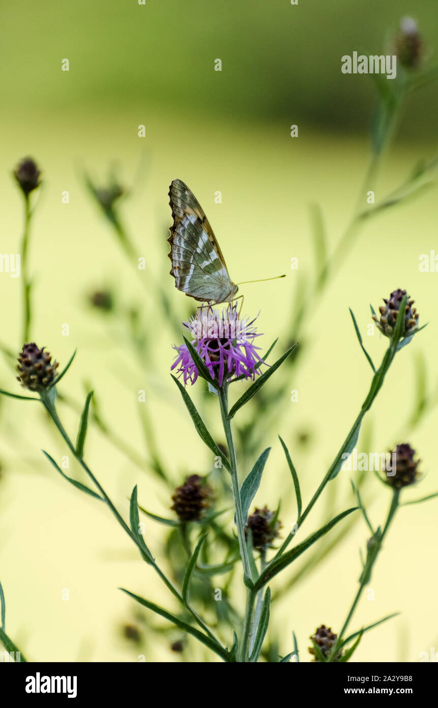 Mariposa en una planta durante el verano en Alemania Foto de stock