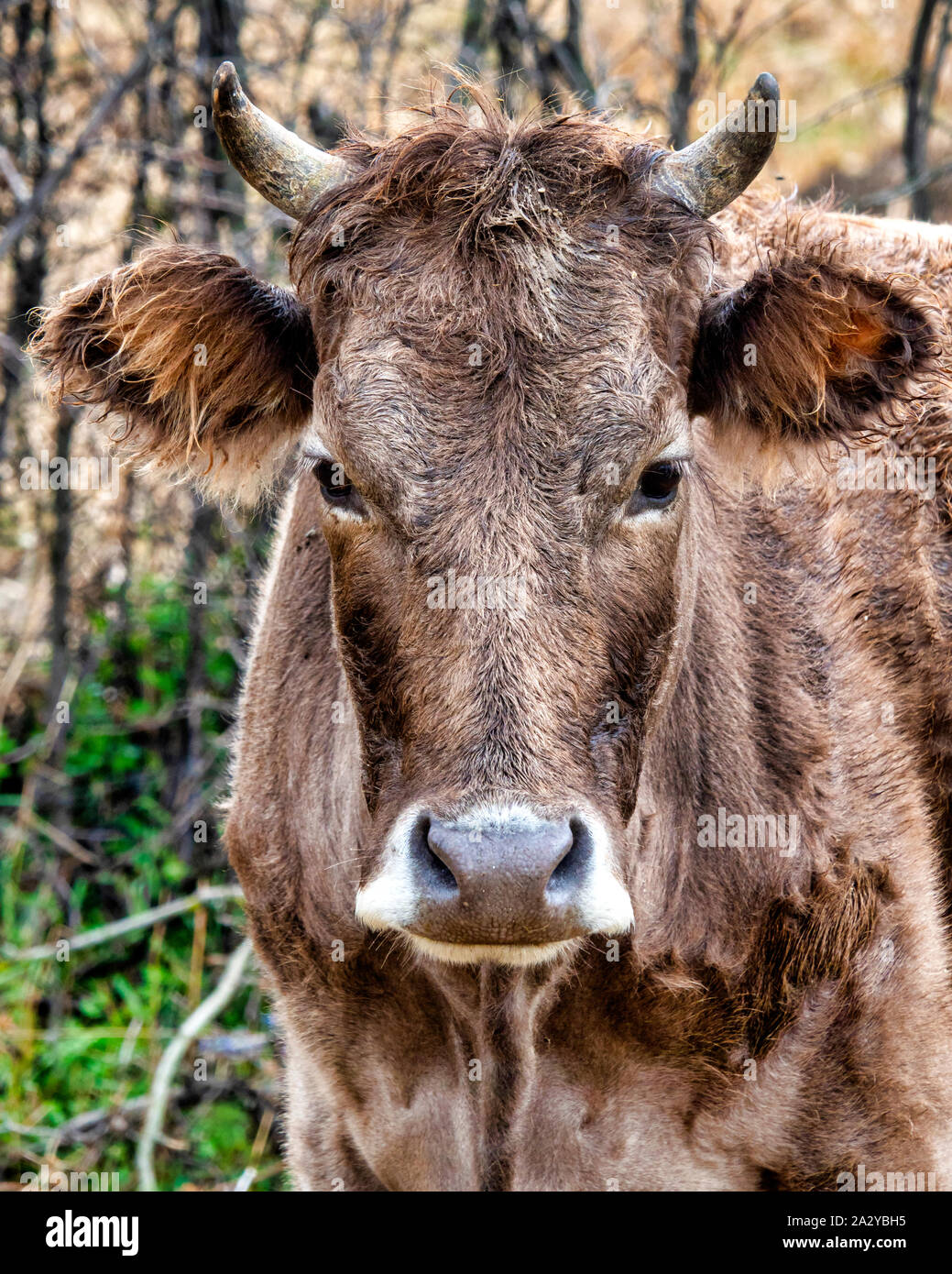 El marrón de caucásicos (Bos taurus) es una raza de ganado del Cáucaso. Foto de stock