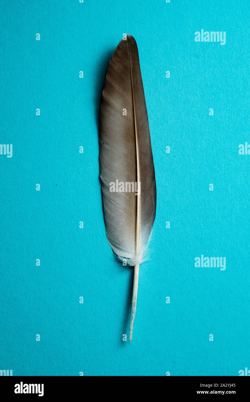 Plumas gris aislado sobre fondo azul claro, paloma pluma, único objeto Foto de stock