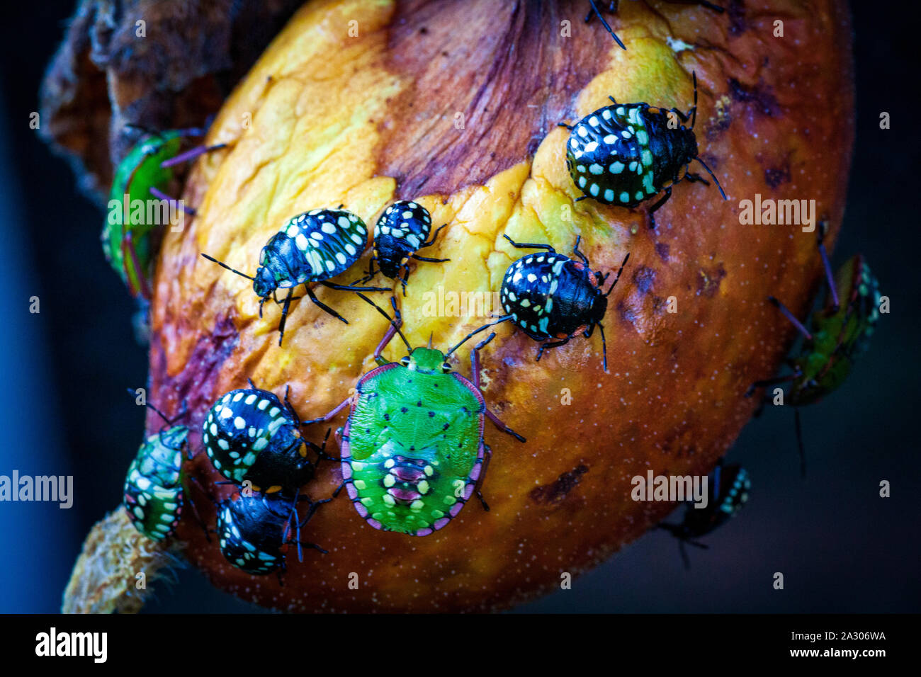 Nezara viridula escarabajo verde plaga de jardines estropeando hojas y frutos de tomate frutas verduras pimienta. Polyphage. El error se reduce la productividad, retrasa el desarrollo de las plantas. Foto de stock