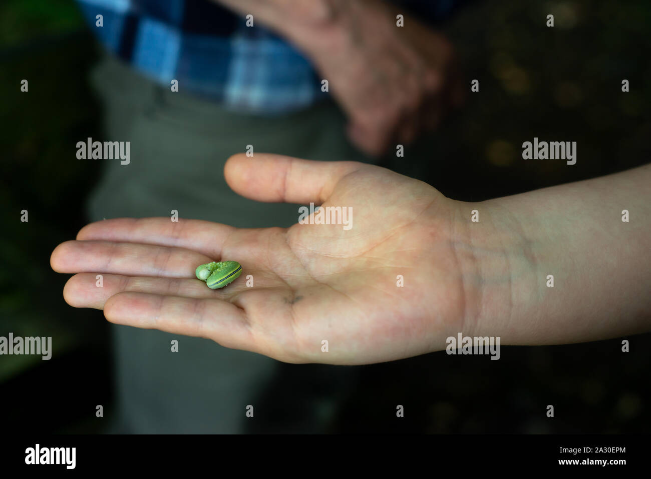 Cerca de una persona sosteniendo un Green Caterpillar en la palma de su mano en un bosque en Escocia Foto de stock