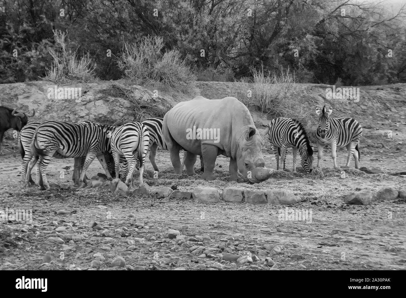 Rinoceronte y cebras junto la alimentación en el parque salvaje en Sudáfrica en blanco y negro Foto de stock
