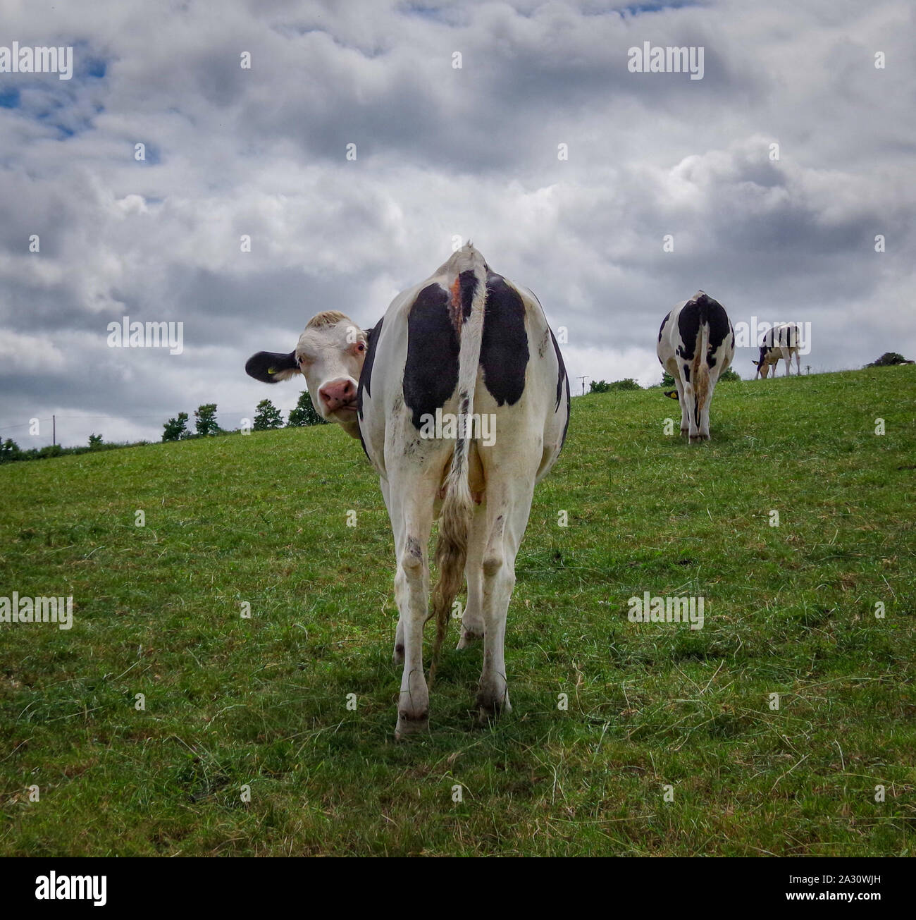 Curioso, curioso Holstein Friesian de las vacas lecheras en pastoreo en tierras de cultivo, Cornwall Foto de stock