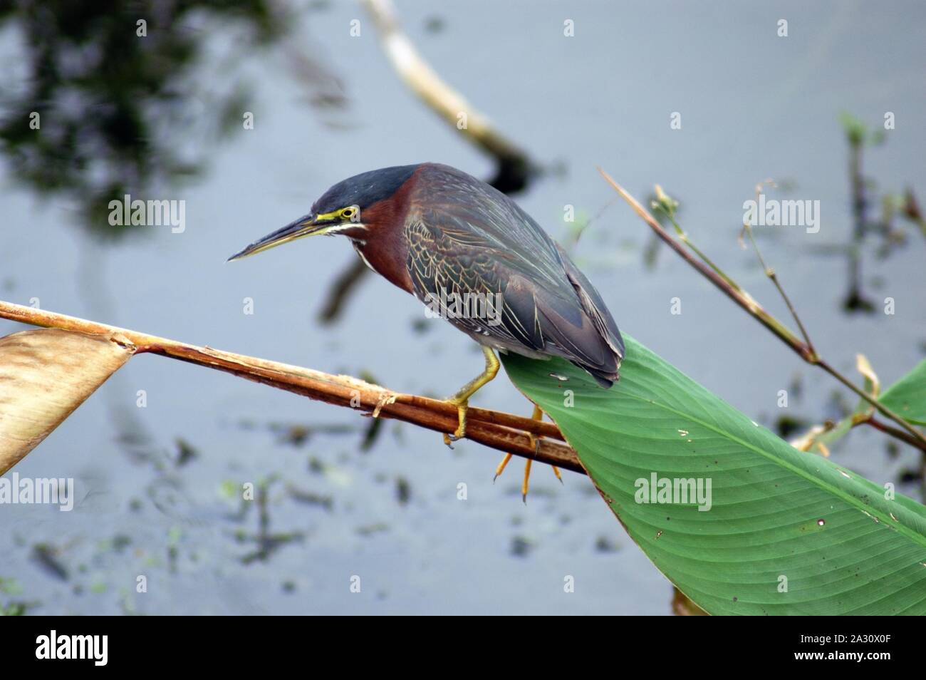 El Green Heron, Butorides virescens, sobre una rama esperando presa Foto de stock