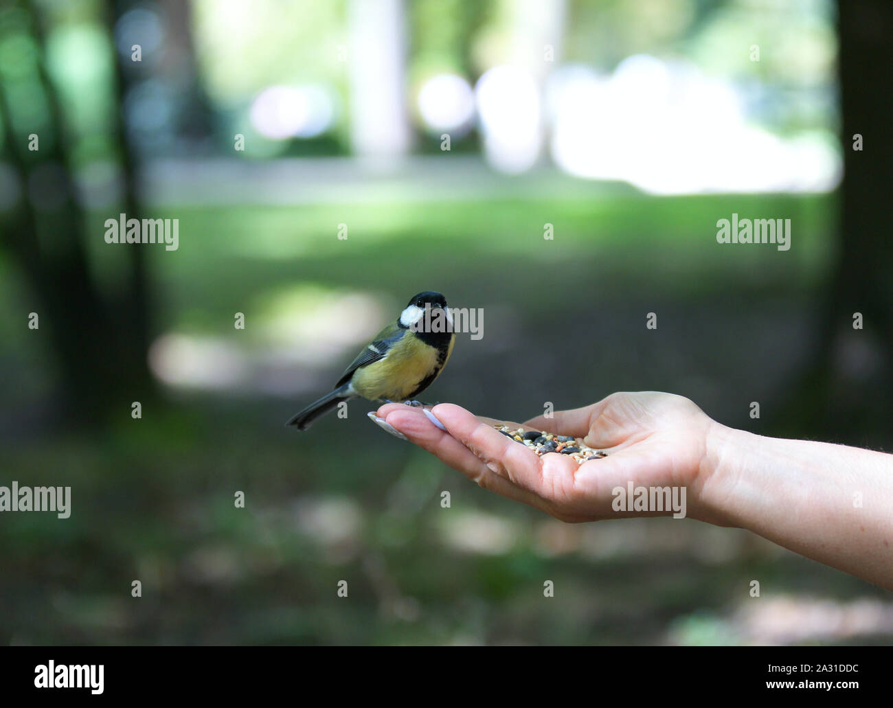 Pajarito comiendo de la mano, el pájaro en mano Fotografía de stock - Alamy