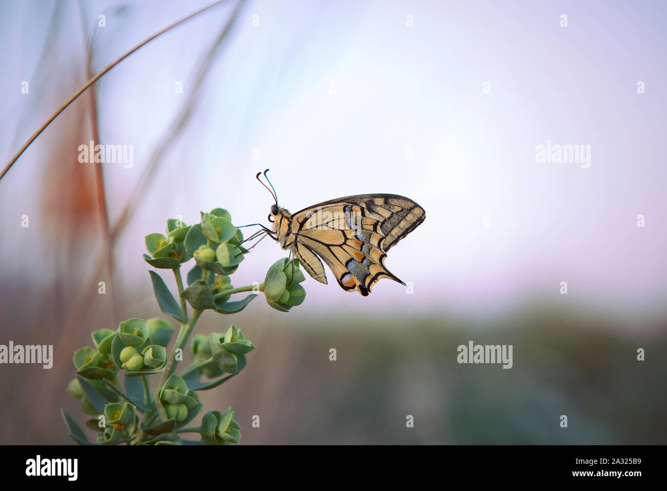Macho de la especie de mariposa de perfil sentado en planta verde, el cielo de fondo fuera de foco. Tigre oriental mariposa. Amarillo, Papilionidae. Italia Foto de stock