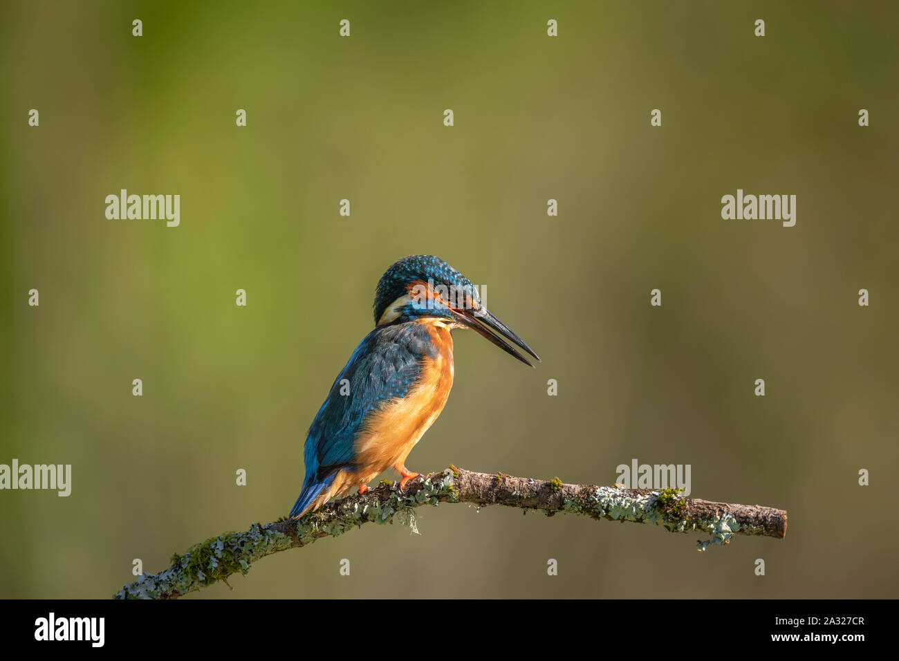 Kingfisher con su pico abierto, posado en una rama cerca de Escocia Foto de stock