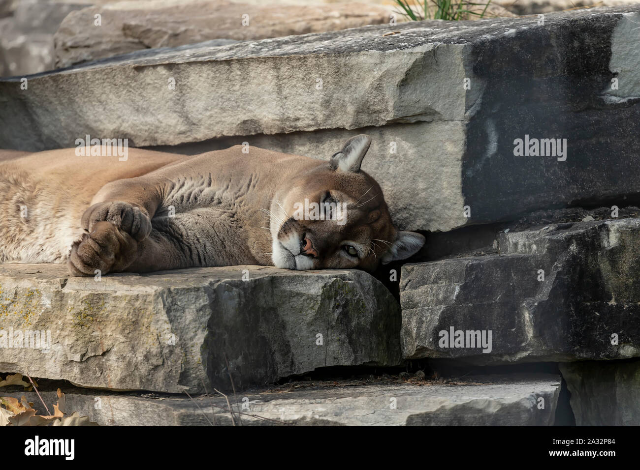Puma concolor cougar silvestres, nativos americanos animal conocido como el puma, el león de montaña, tigre rojo o catamount. Puma sobre roca mortales en los seres humanos Fotografía de stock - Puma concolor cougar silvestres, nativos americanos animal conocido como el puma, el león de montaña, tigre rojo o catamount. Puma sobre roca mortales en los seres humanos Fotografía de stock -
