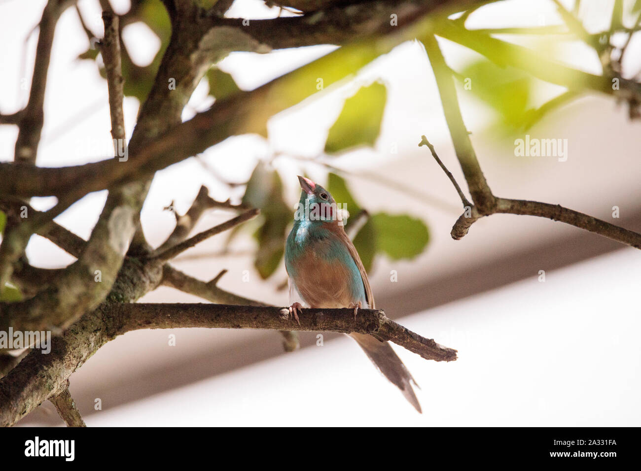 Rojo-cheeked Cordon-bleu Uraeginthus bengalus pájaro se posa en un árbol. Foto de stock