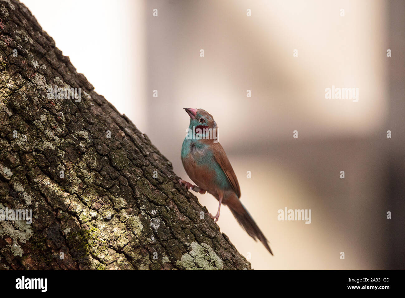 Rojo-cheeked Cordon-bleu Uraeginthus bengalus pájaro se posa en un árbol. Foto de stock