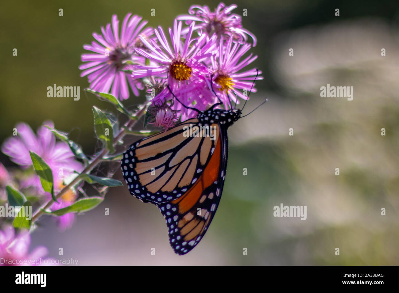 Hermosa mariposa relajándose en una flor Foto de stock