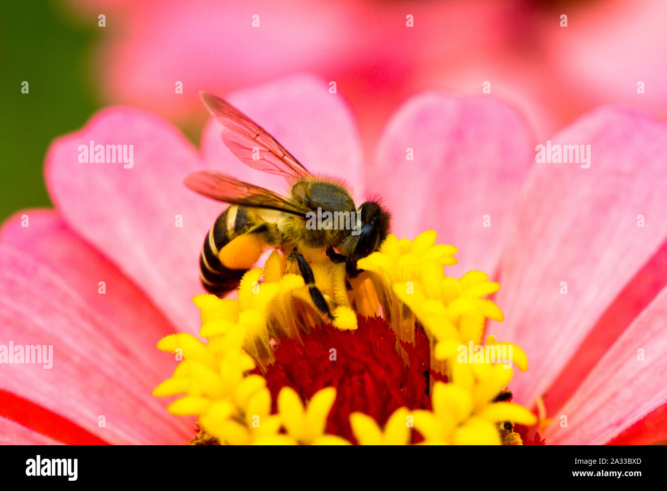 Busy Bee ha ocupado la polinización de las flores en el verano de luz Foto de stock