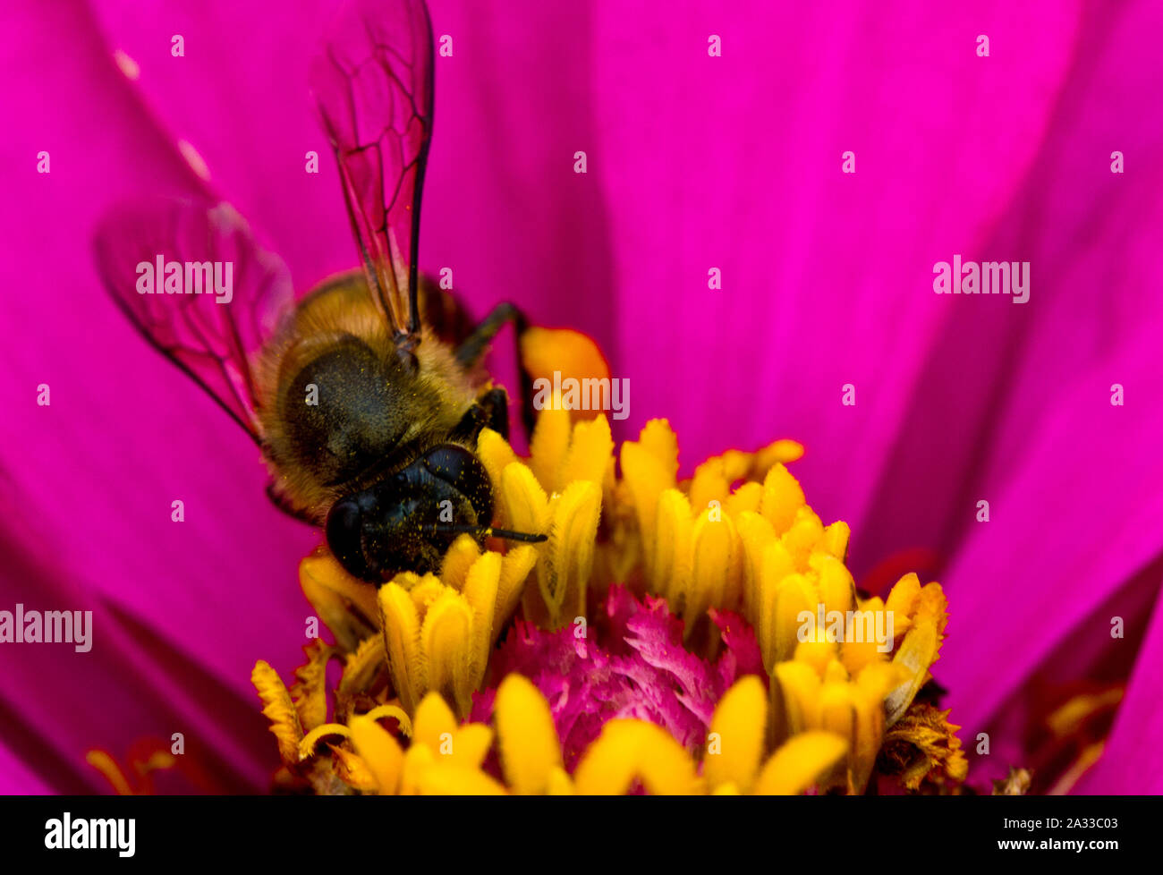 Busy Bee ha ocupado la polinización de las flores en el verano de luz Foto de stock