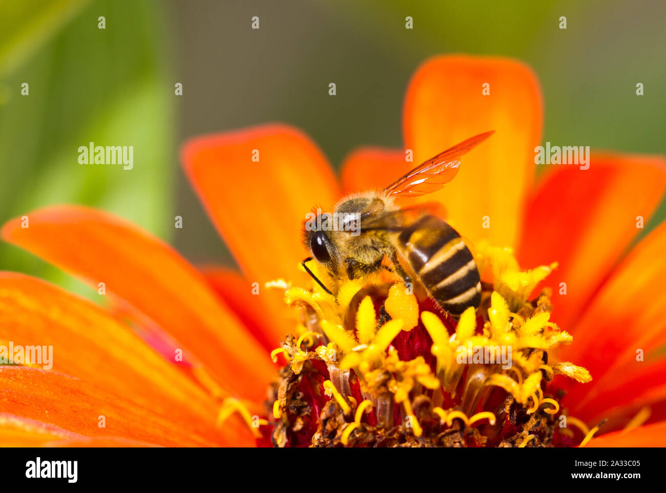 Busy Bee ha ocupado la polinización de las flores en el verano de luz Foto de stock