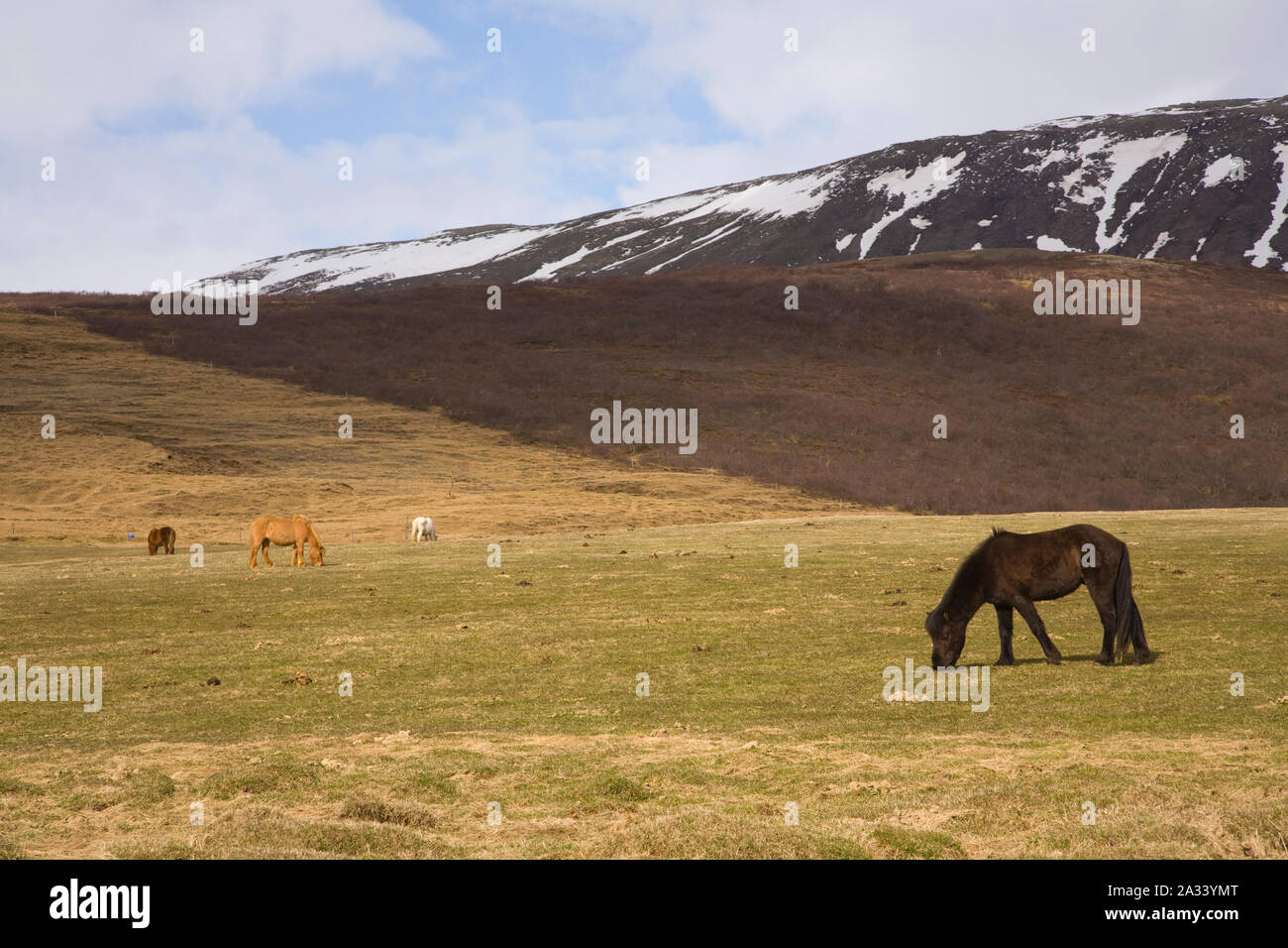 Caballos que pastan islandés Foto de stock