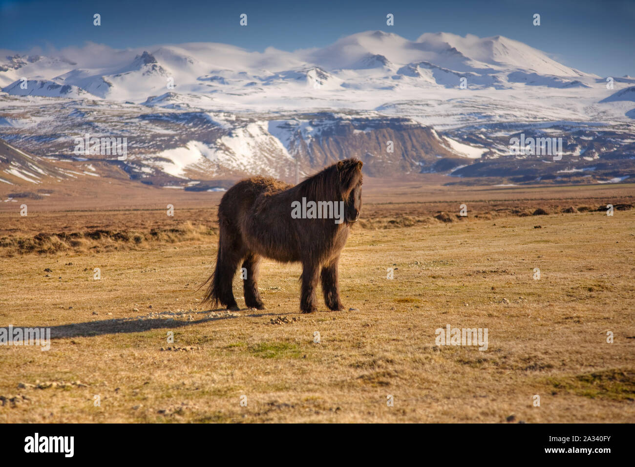 Peludo caballo islandés en el paisaje, la península de Snaefellsnes Foto de stock