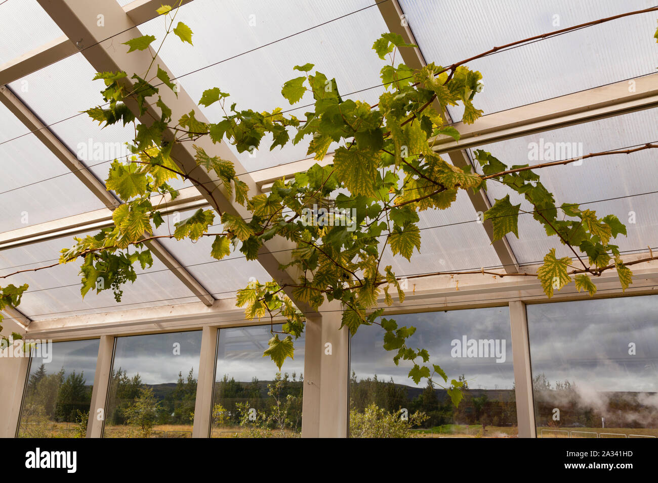Hveragerði, Islandia, las uvas crecen en invernadero Foto de stock
