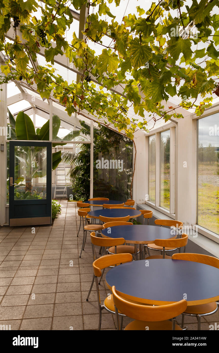 Hveragerði, Islandia, las uvas crecen en invernadero cafe Foto de stock