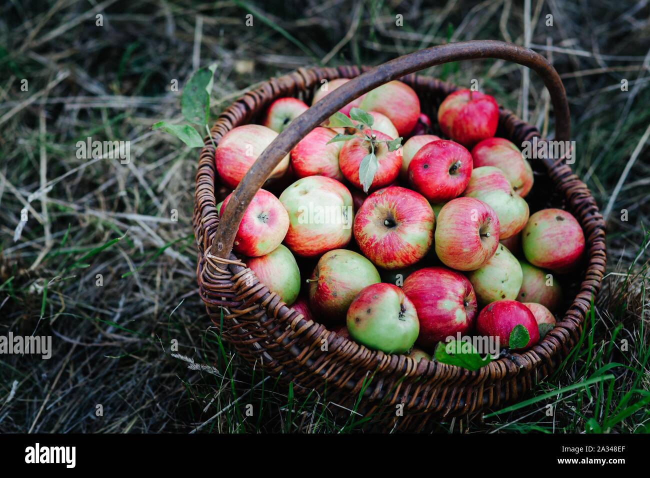 Deliciosas manzanas orgánicas en una cesta de mimbre en la huerta Foto de stock