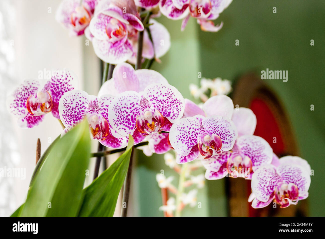 Hornsey, Londres, Reino Unido 5 Oct.2019. Casa plantas y orquídeas. Foto de stock