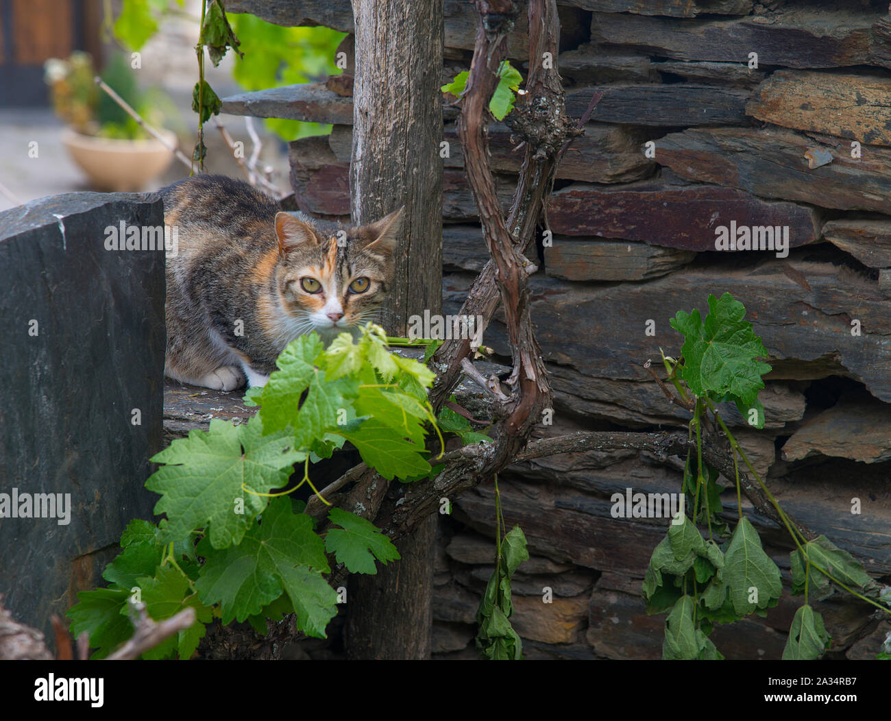 Atigrado y gato blanco sobre la pared de pizarra Fotografía de stock - Alamy