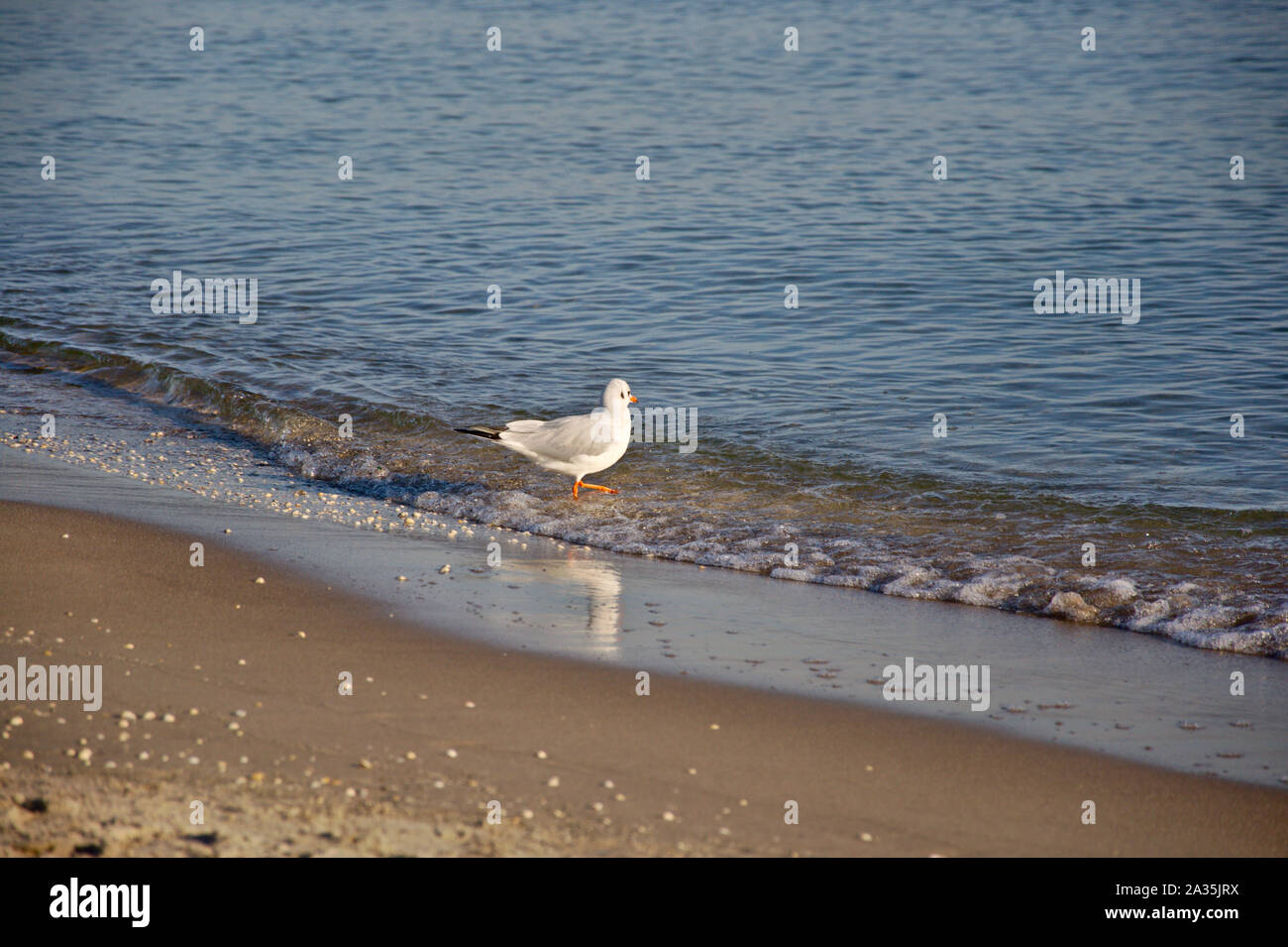 Una gaviota descansando en la orilla del mar de Binz, Alemania. Copie el espacio, copyspace, colocar el texto. Foto de stock