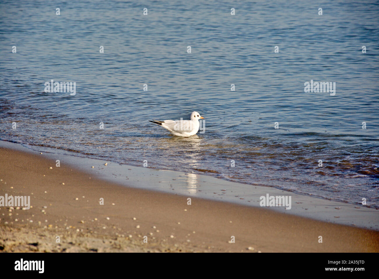 Una gaviota descansando en la orilla del mar de Binz, Alemania. Copie el espacio, copyspace, colocar el texto. Foto de stock