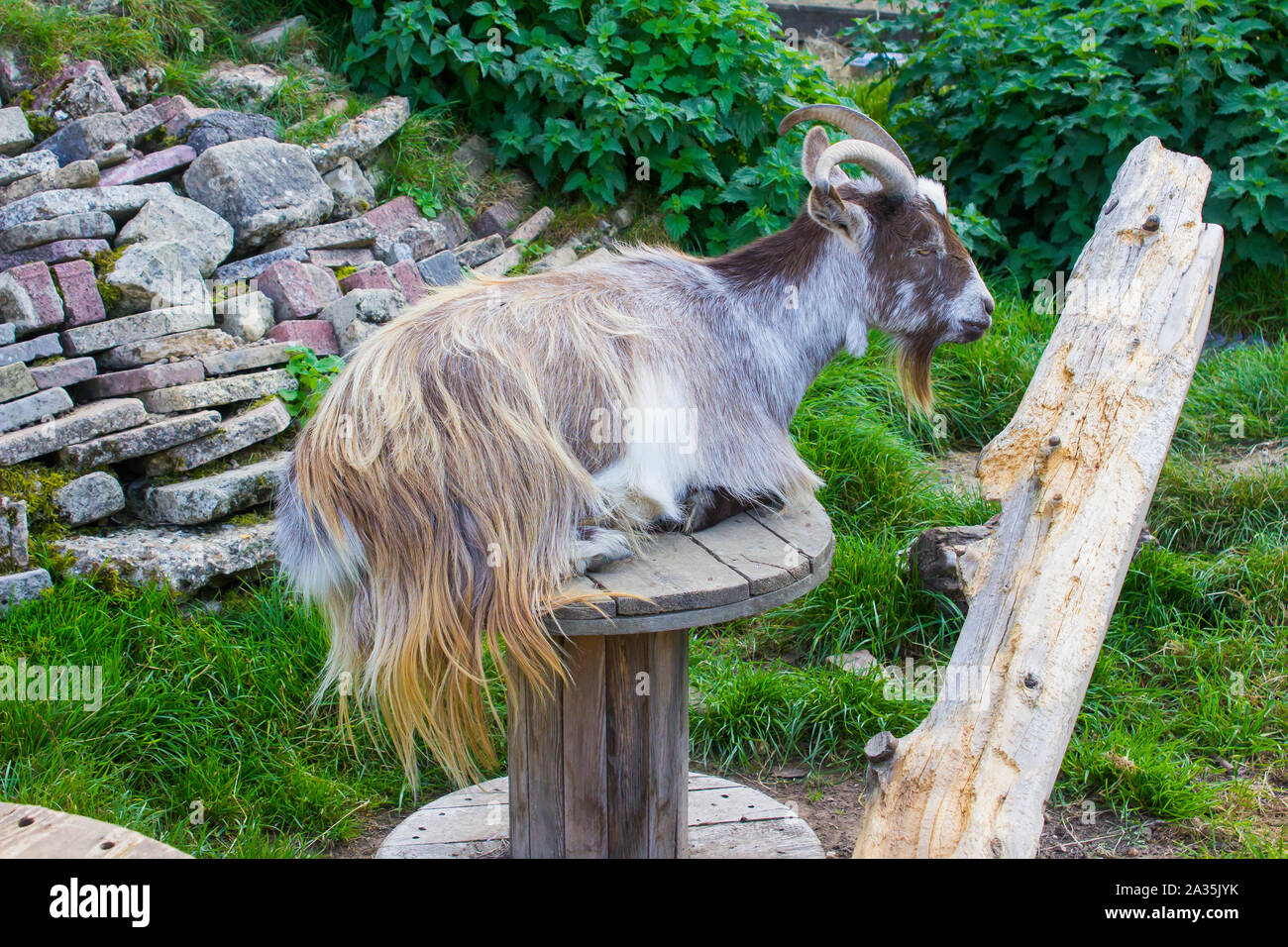 19 de septiembre de 2019 Una de las cabras pigmeas en un recinto construido en el centro de jardinería en Eastleih Brambridge Hampshire Inglaterra Foto de stock