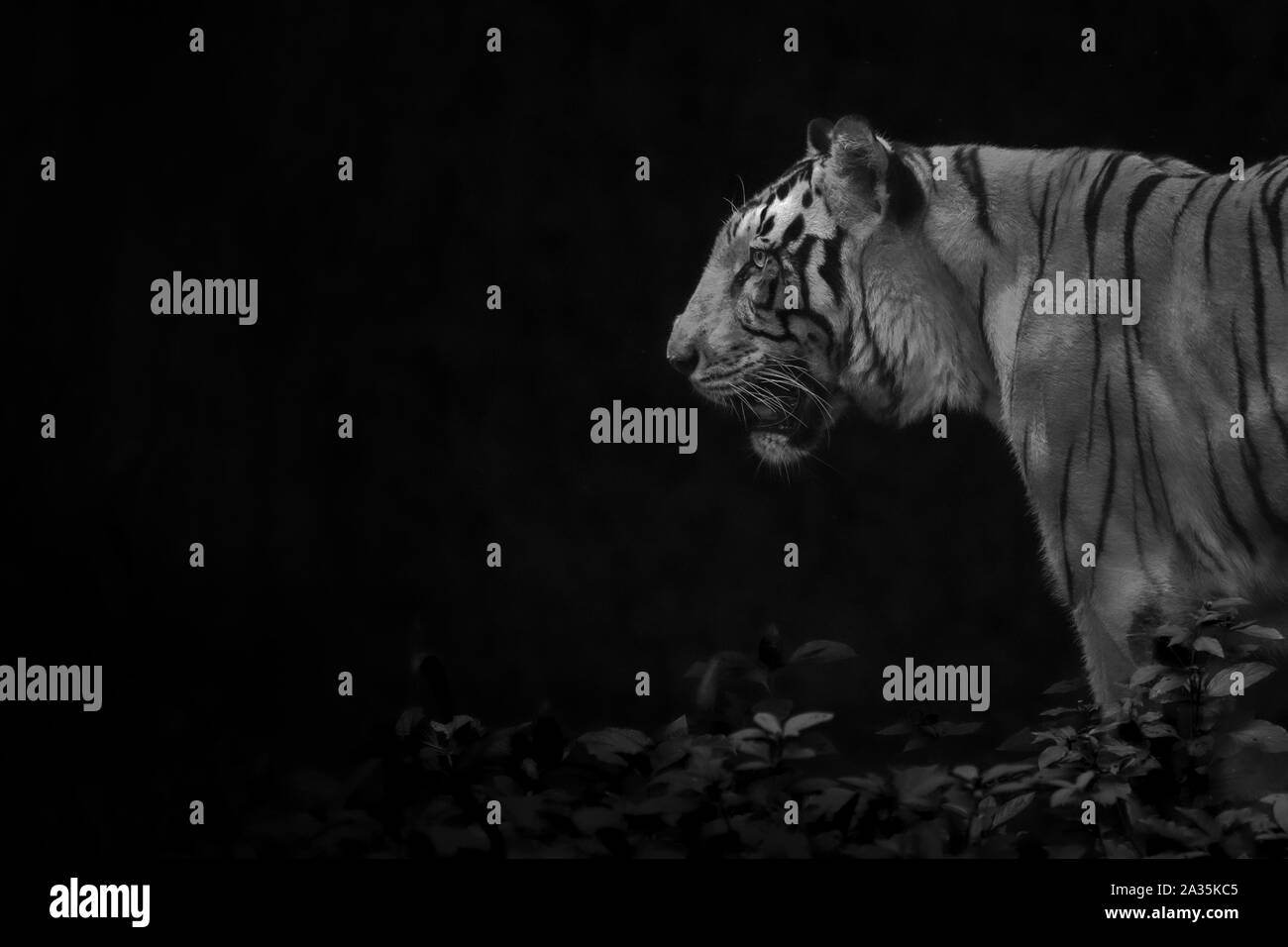 Cierre espectacular de la cabeza de un tigre macho perfil en baja luz clave en blanco y negro Foto de stock